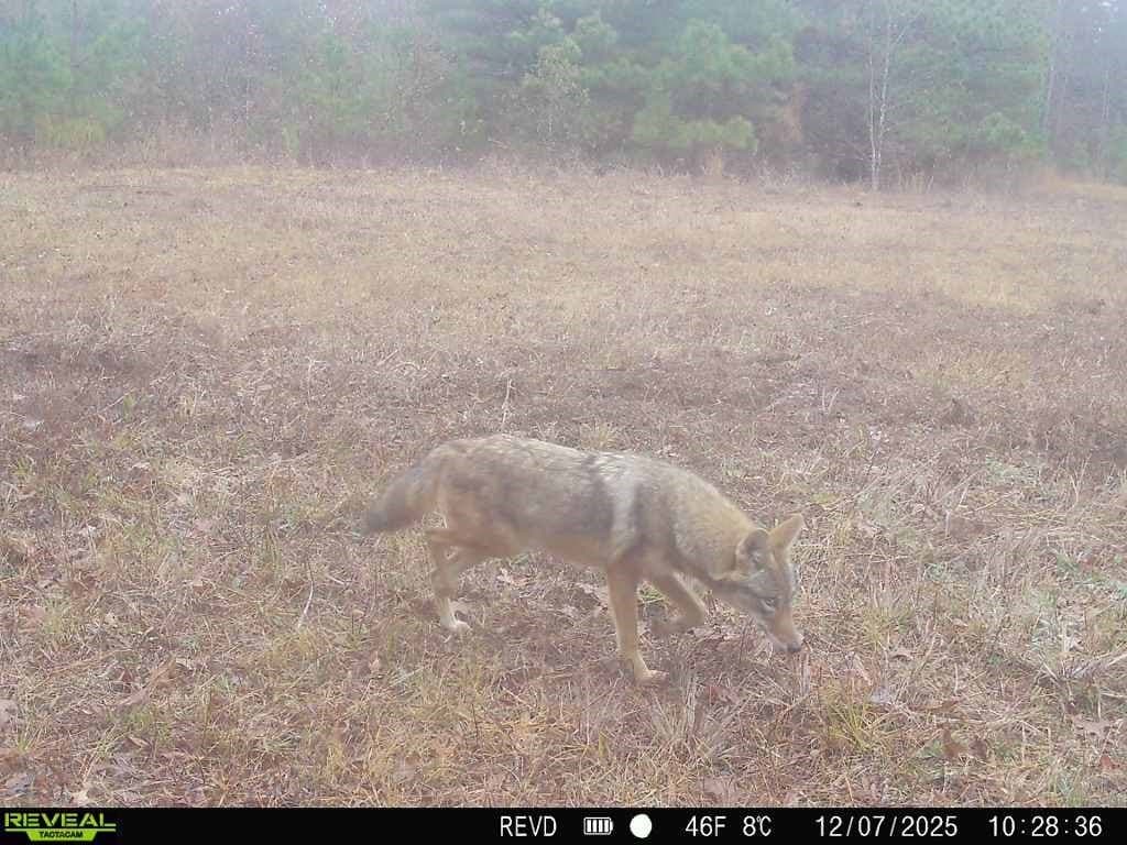 48.47 acres in Red River (TX) County - photo 16