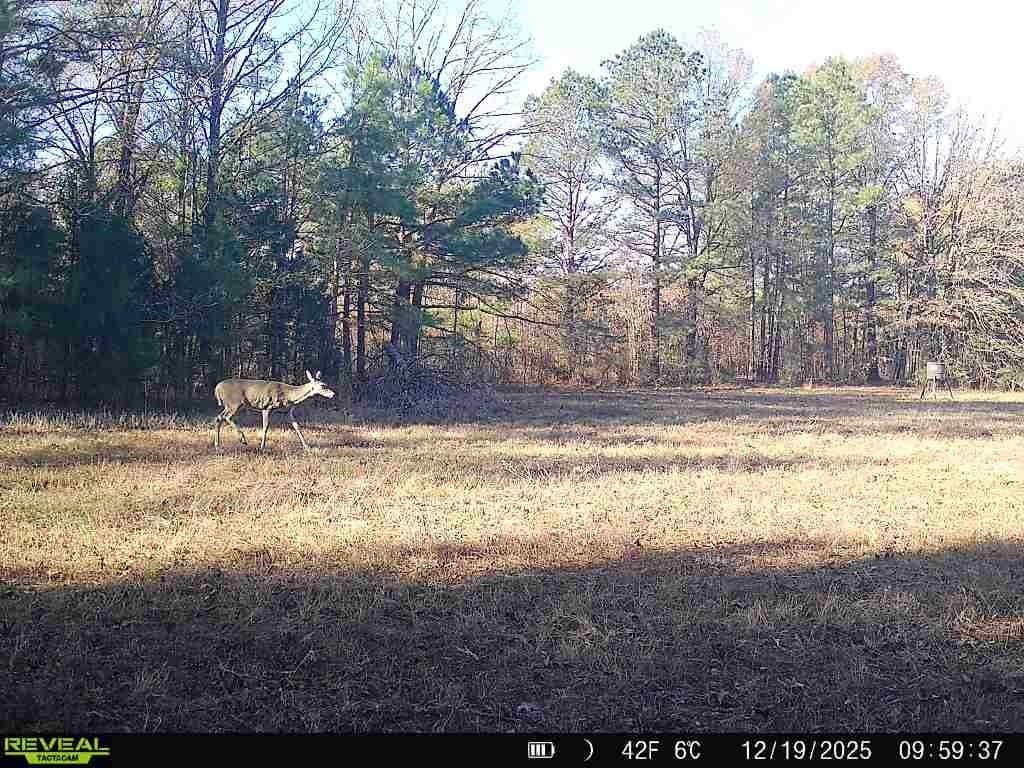 48.47 acres in Red River (TX) County - photo 10