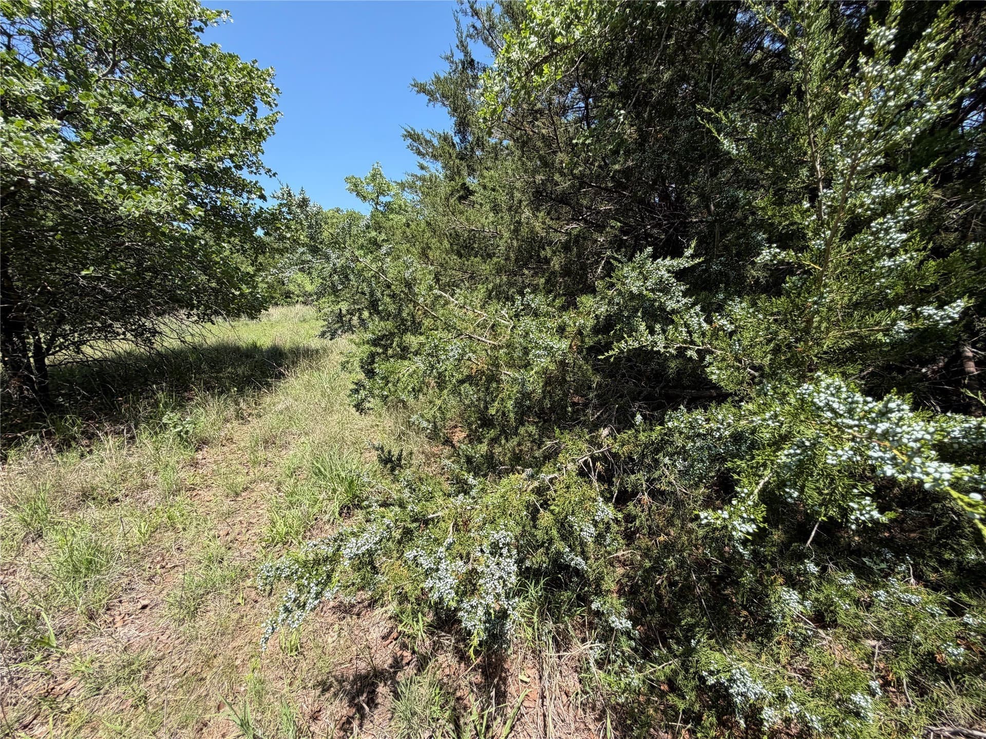 40.85 acres in Montague County - photo 3