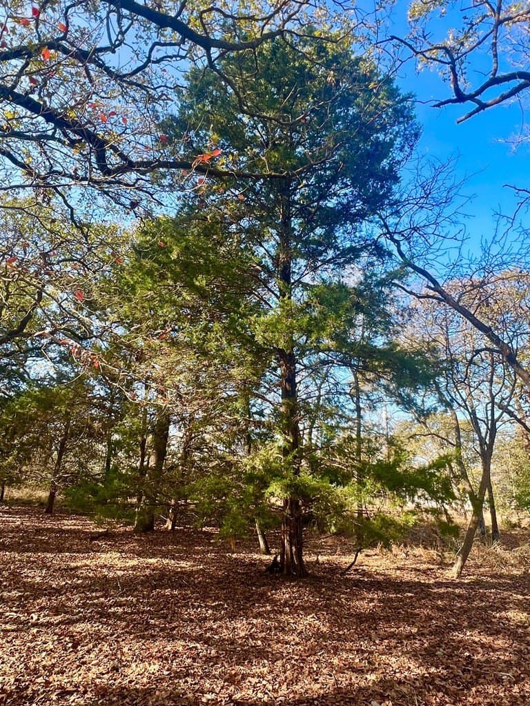 0.53 acres in Henderson County gallery image 4
