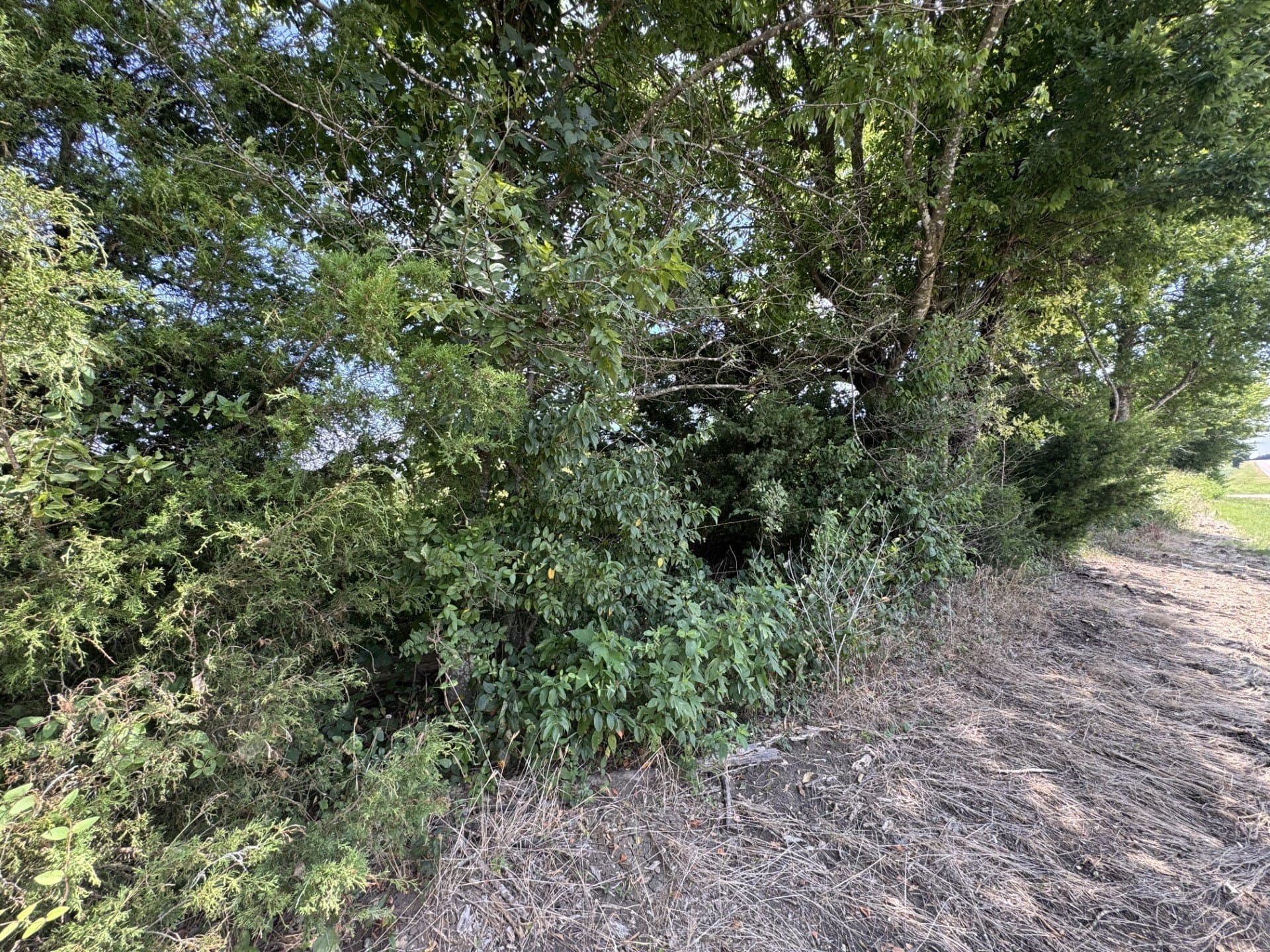 2.5 acres in Red River (TX) County - photo 5