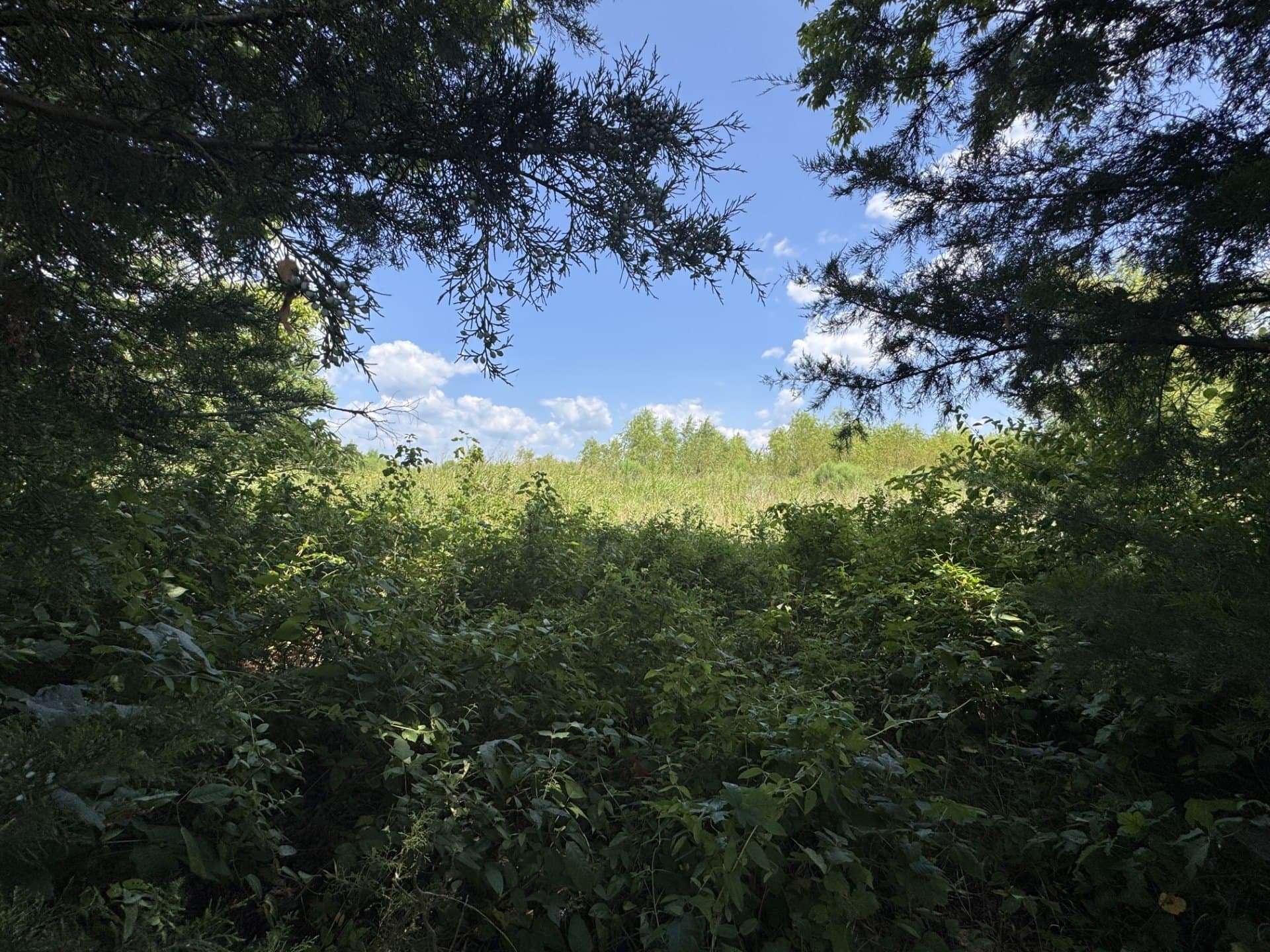 2.5 acres in Red River (TX) County - photo 3
