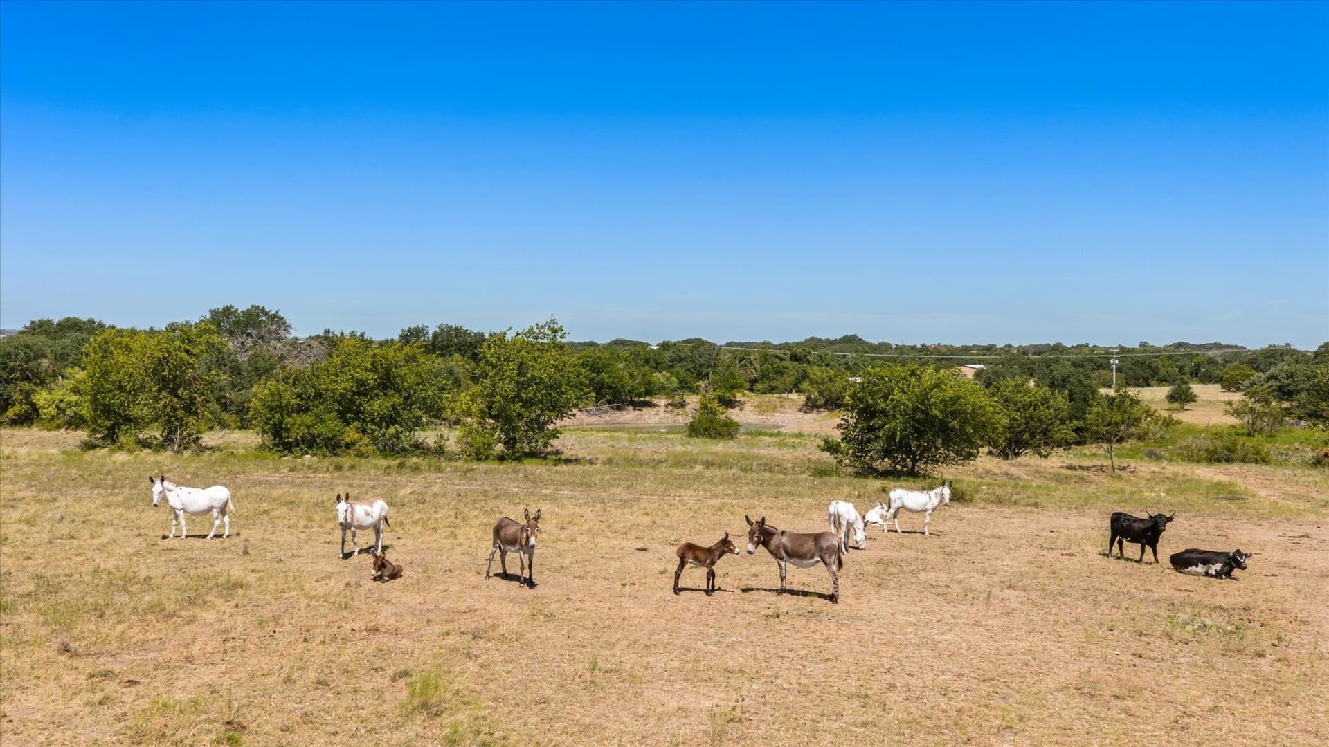 62.6 acres in Erath County - photo 12