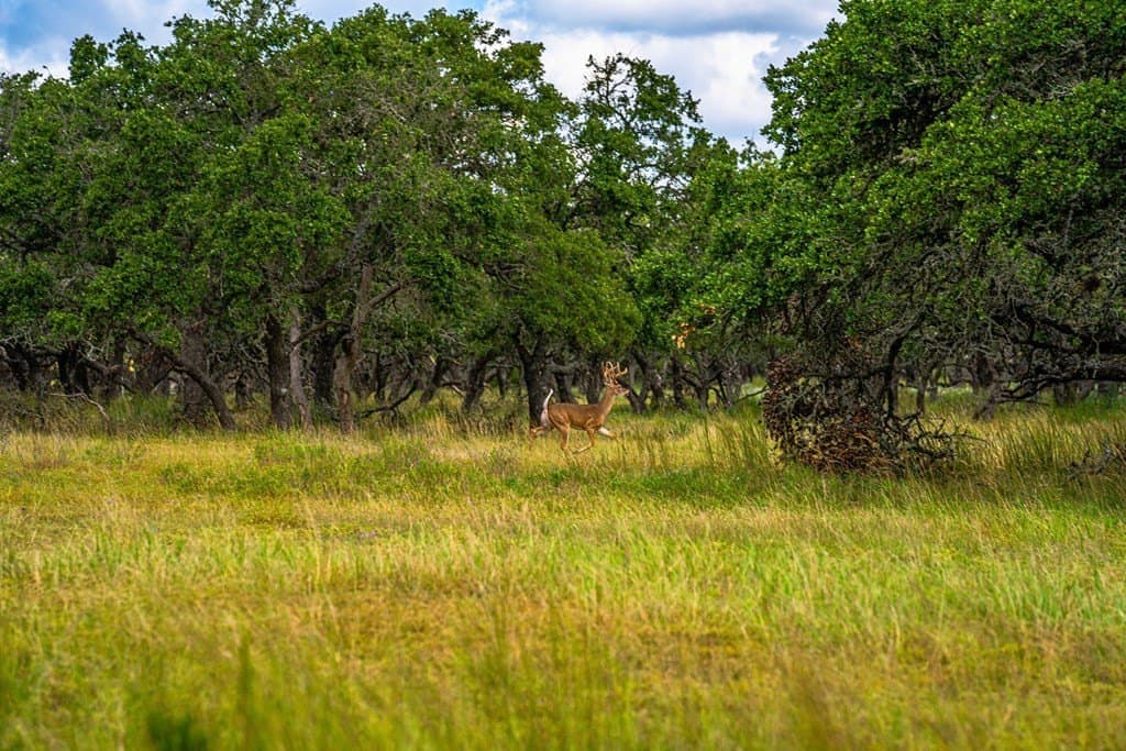 14.9 acres in Kimble County gallery image 2