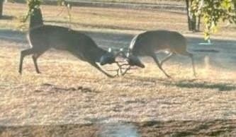 54.4 acres in Comanche County gallery image 4