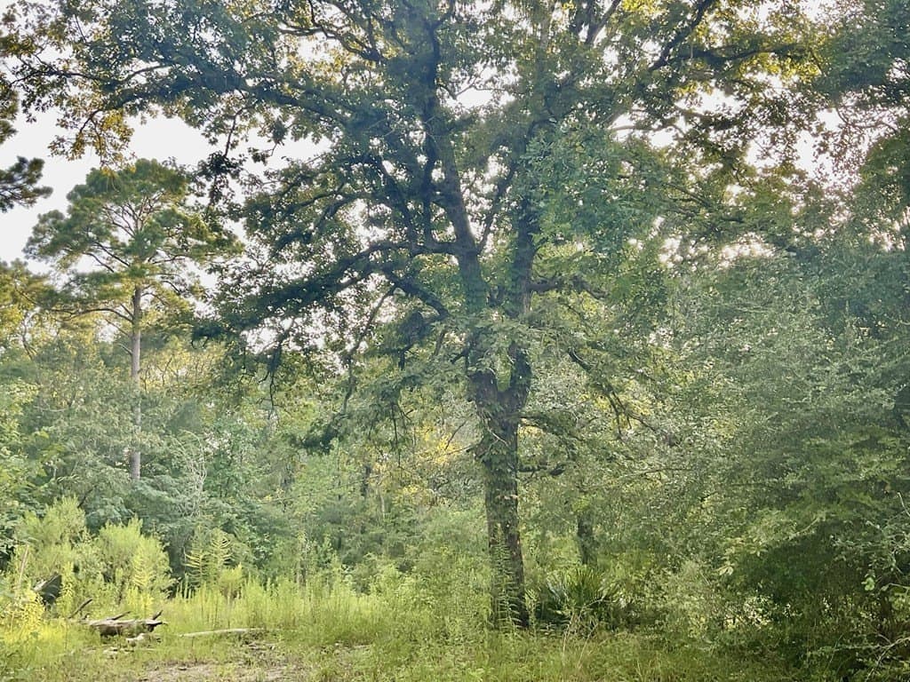 2.15 acres in Texas County - photo 9