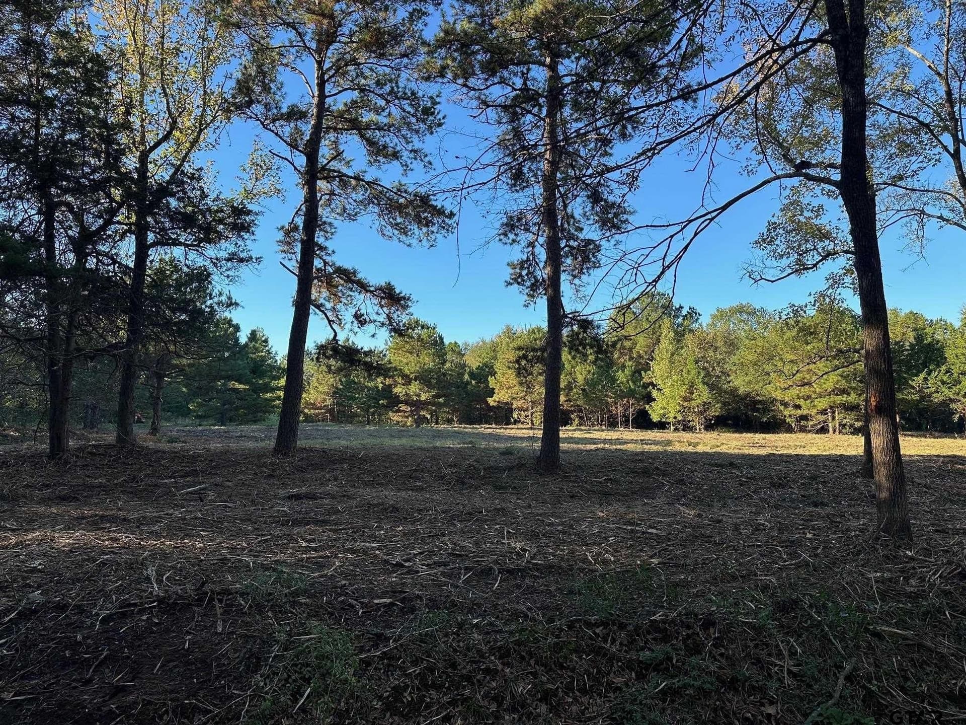 10.8 acres in Panola County gallery image 3