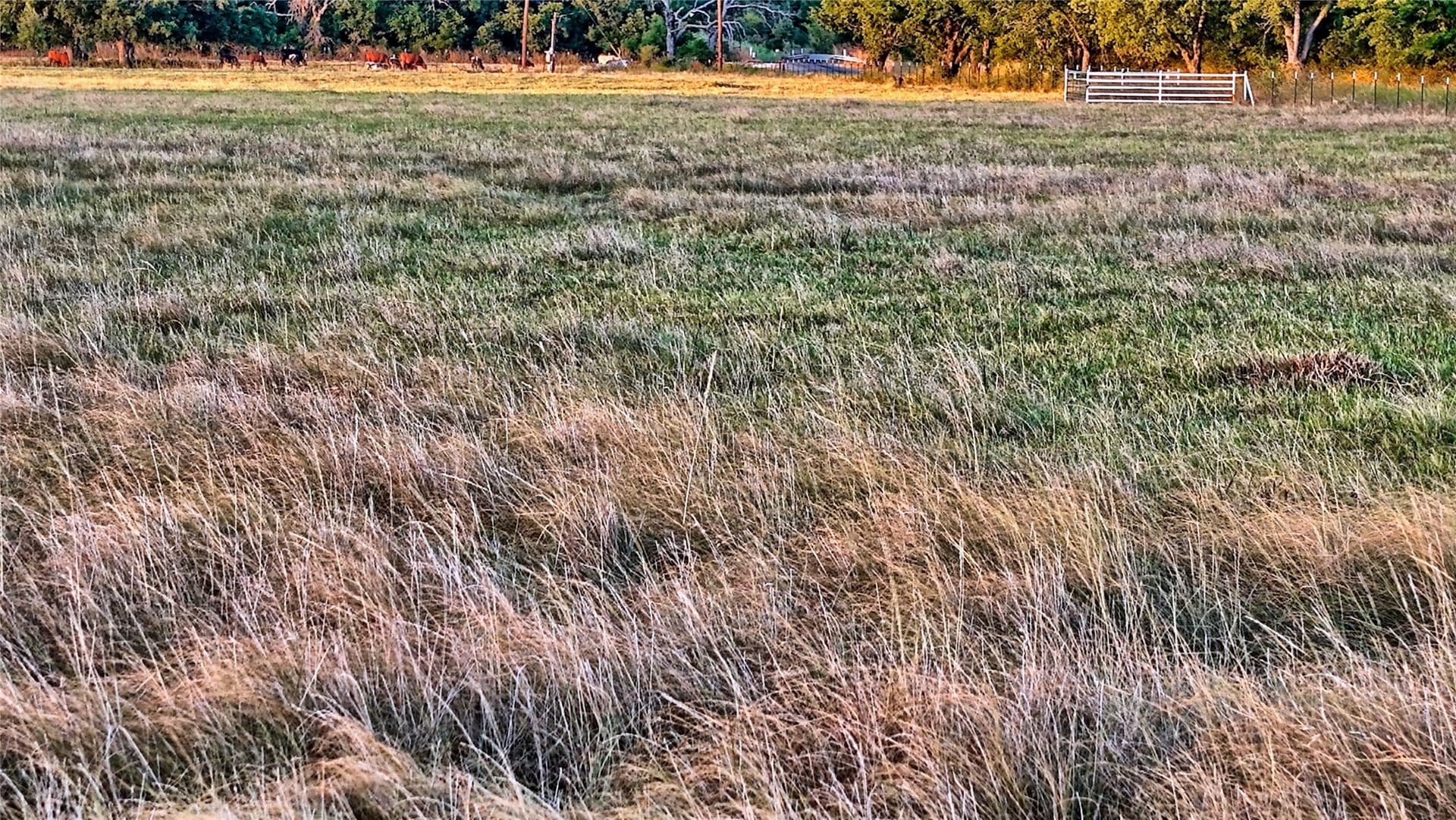 68.18 acres in Montague County - photo 29