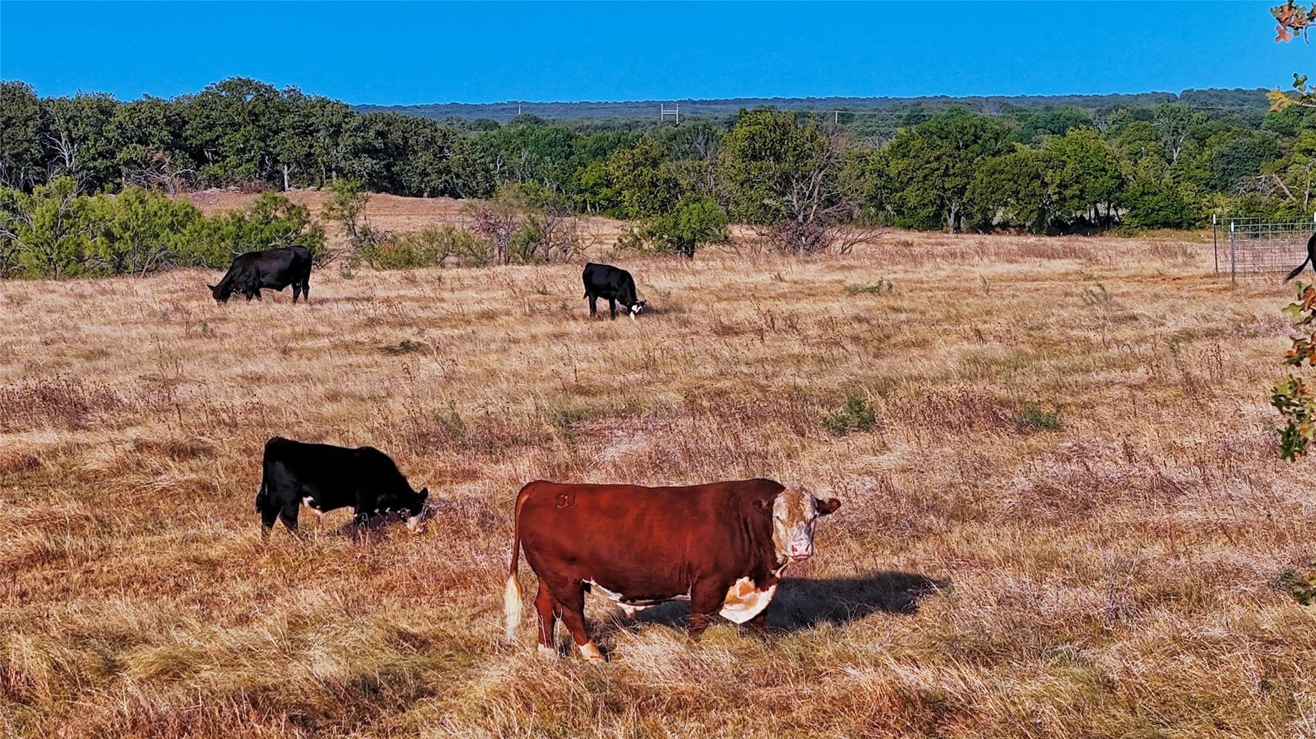 68.18 acres in Montague County - photo 23