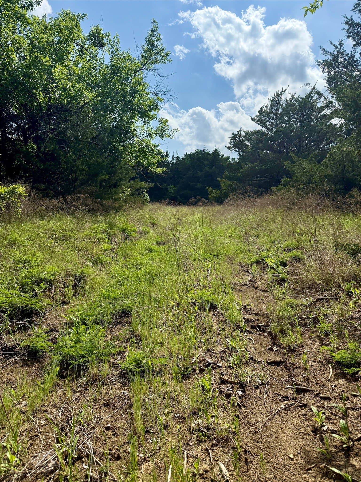 225.77 acres in Fannin County gallery image 4