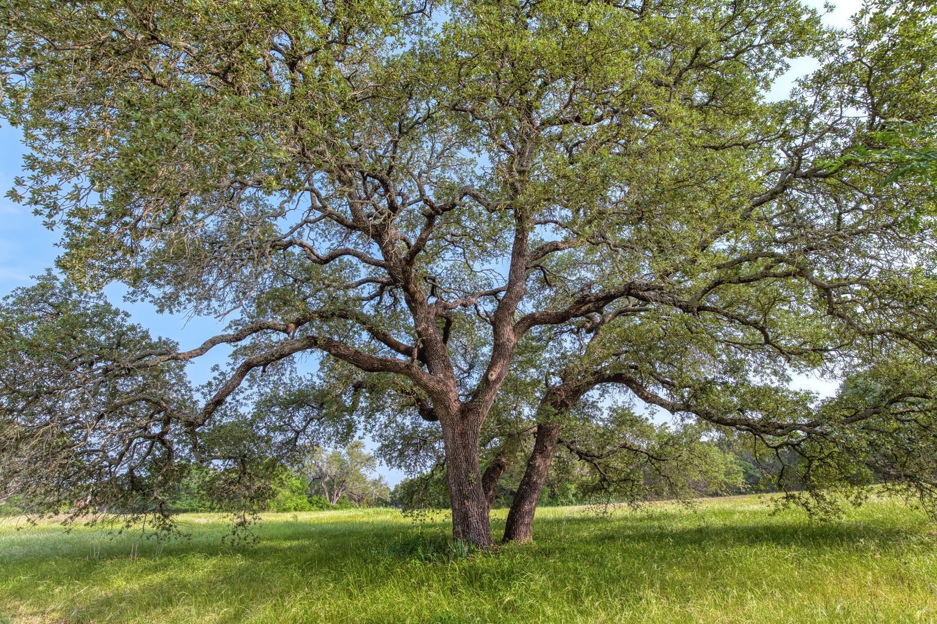 53.52 acres in McLennan County - photo 34