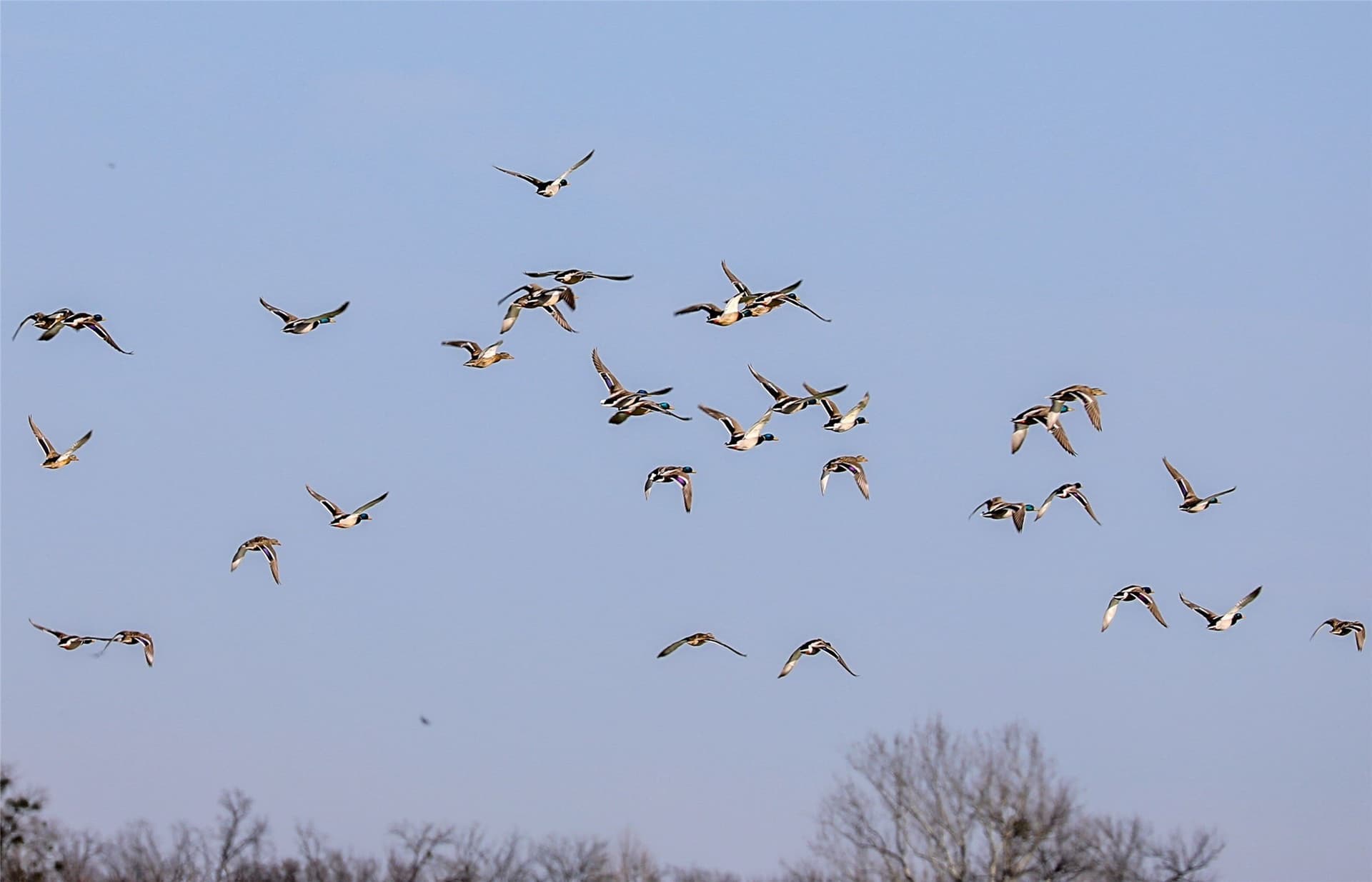 2,523 acres in Red River (TX) County - photo 19