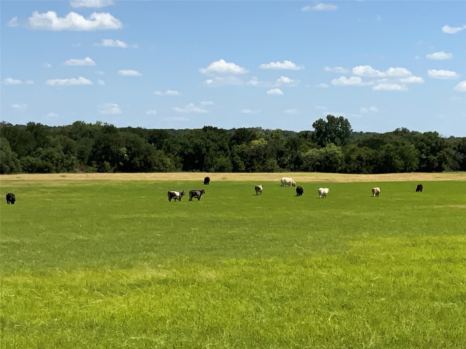 89.77 acres in Comanche County gallery image 2