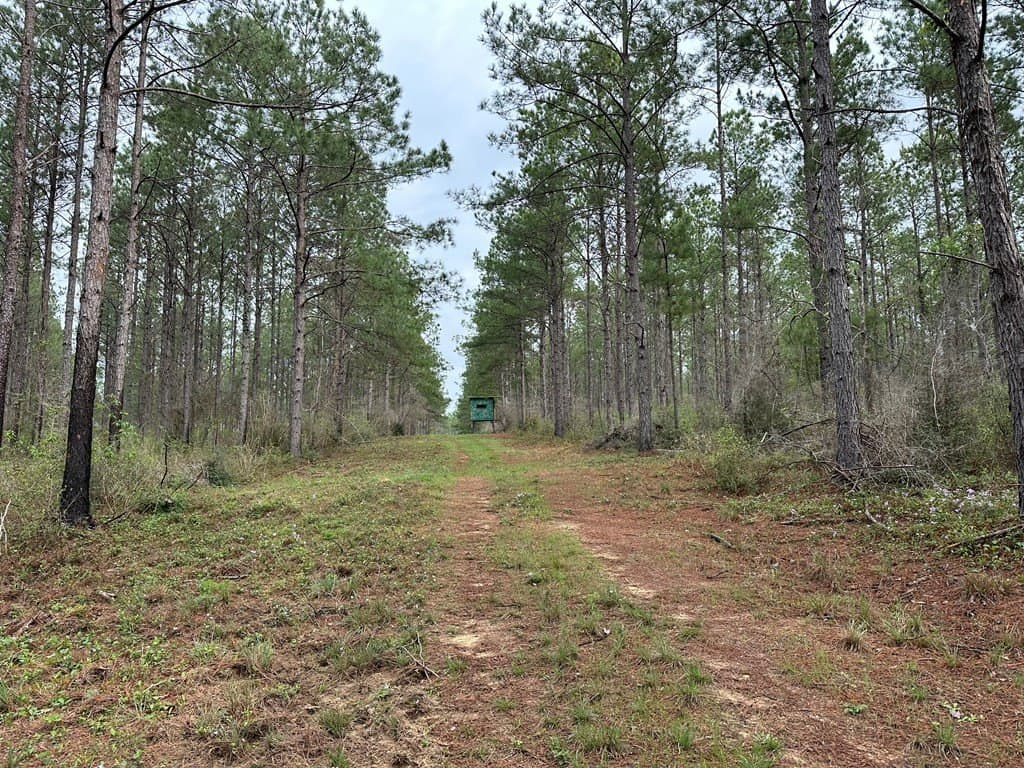 26.99 acres in Texas County gallery image 3