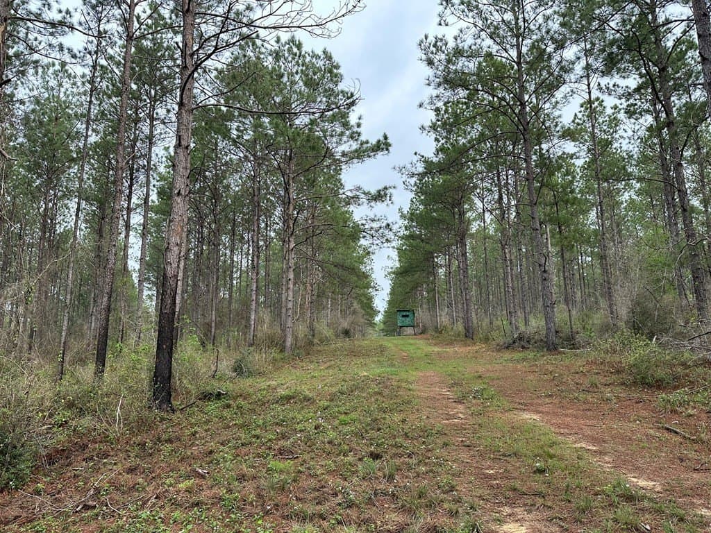 26.99 acres in Texas County gallery image 4