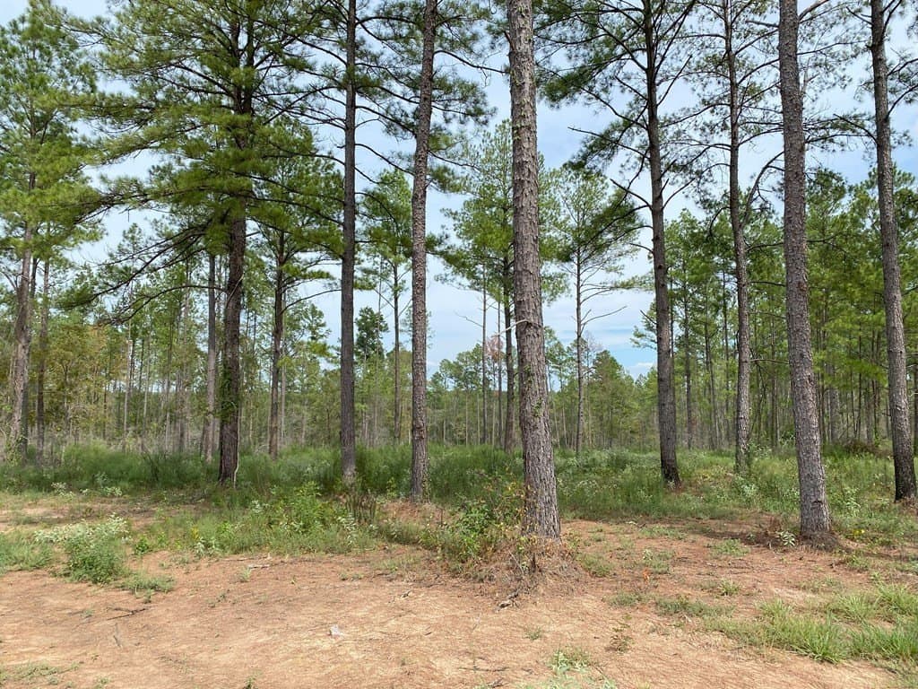 3.43 acres in Texas County gallery image 2