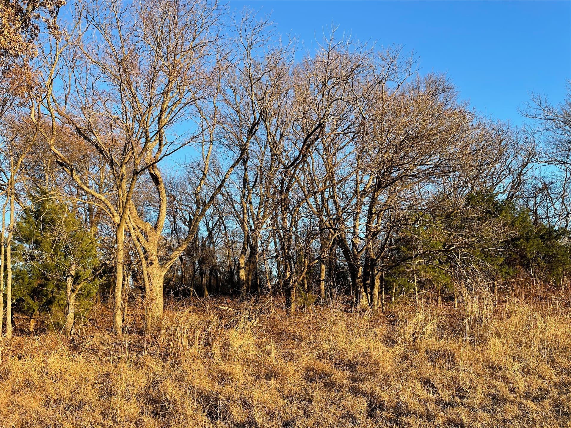 61.96 acres in Grayson County - photo 5
