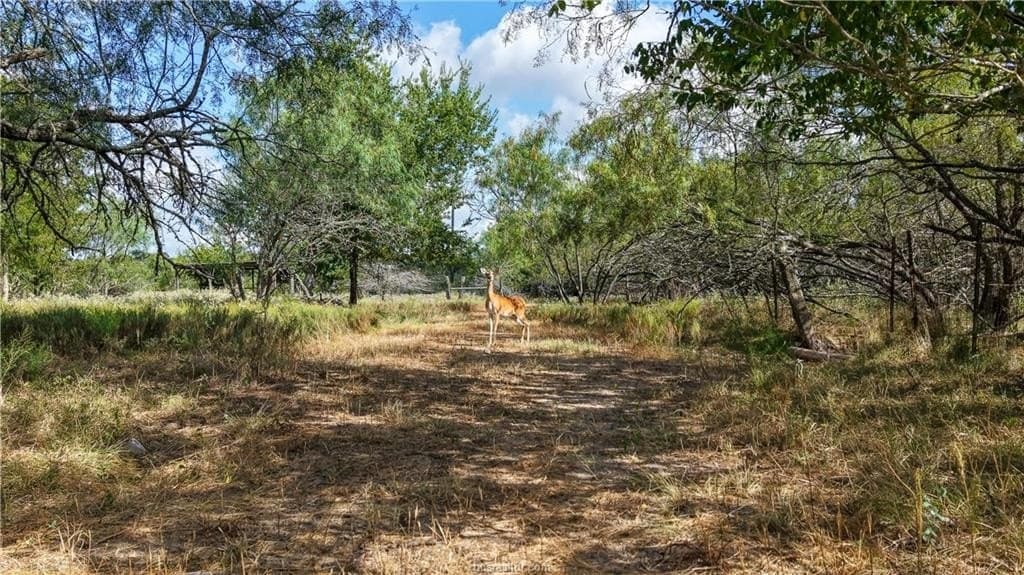 25.94 acres in Brazos County - photo 6