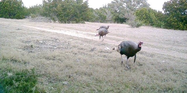 74.62 acres in Edwards County - photo 7