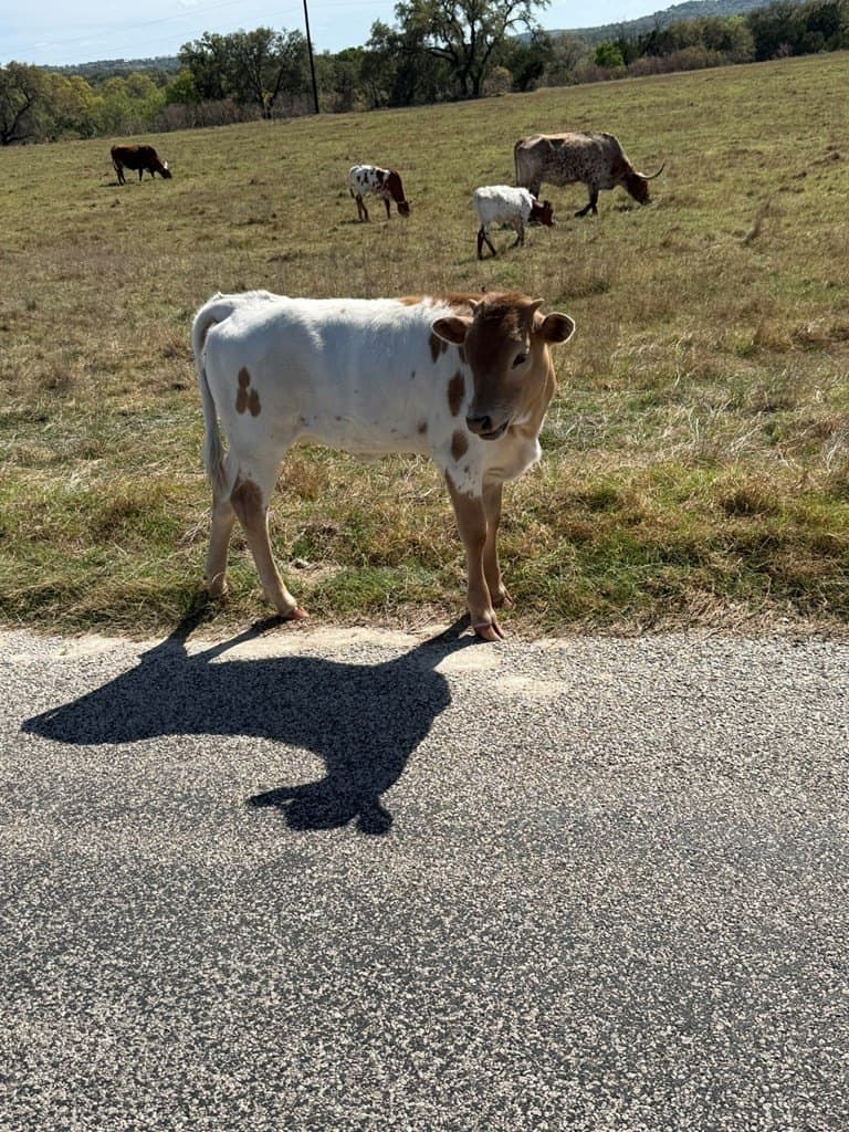 5.8 acres in Blanco County gallery image 3