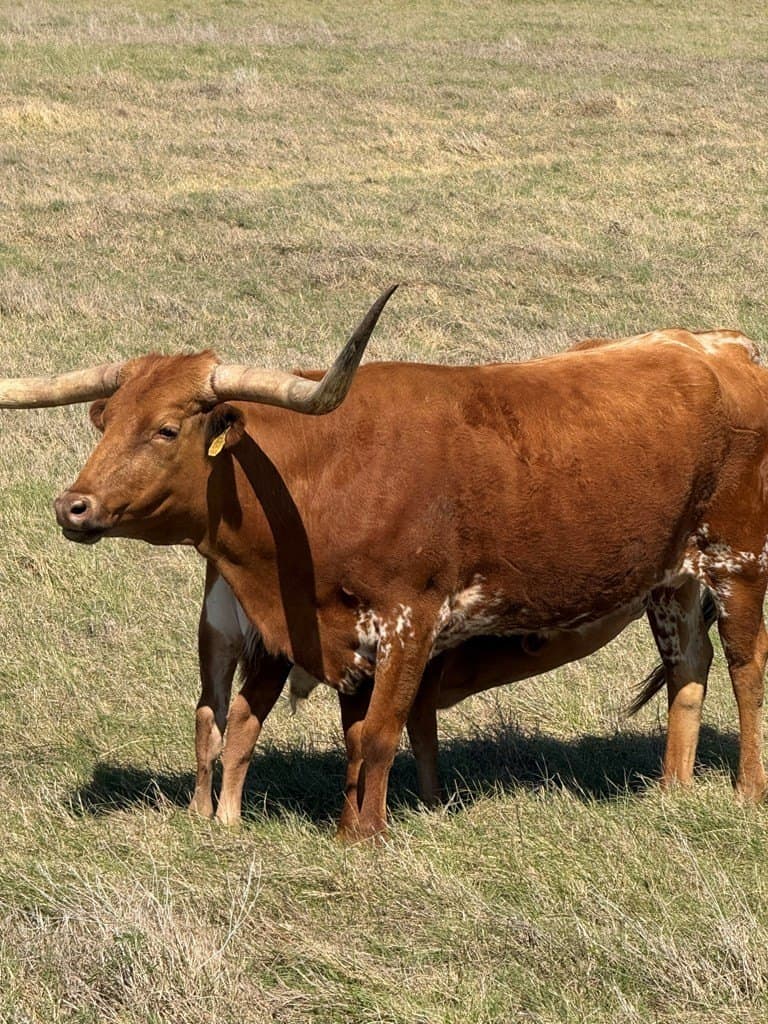 5.8 acres in Blanco County gallery image 2