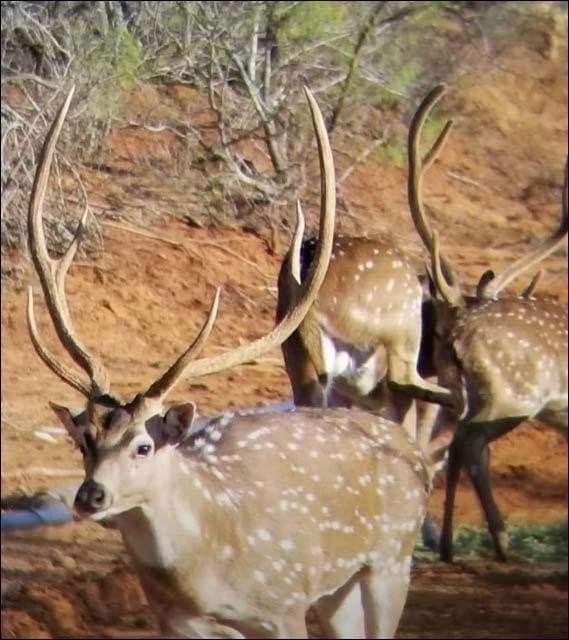 213.3 acres in Coleman County gallery image 2