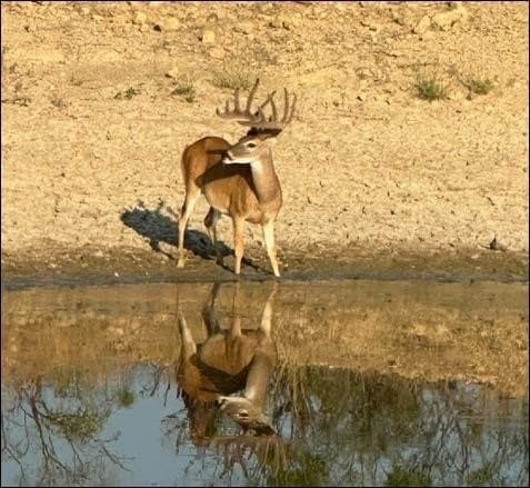 213.3 acres in Coleman County