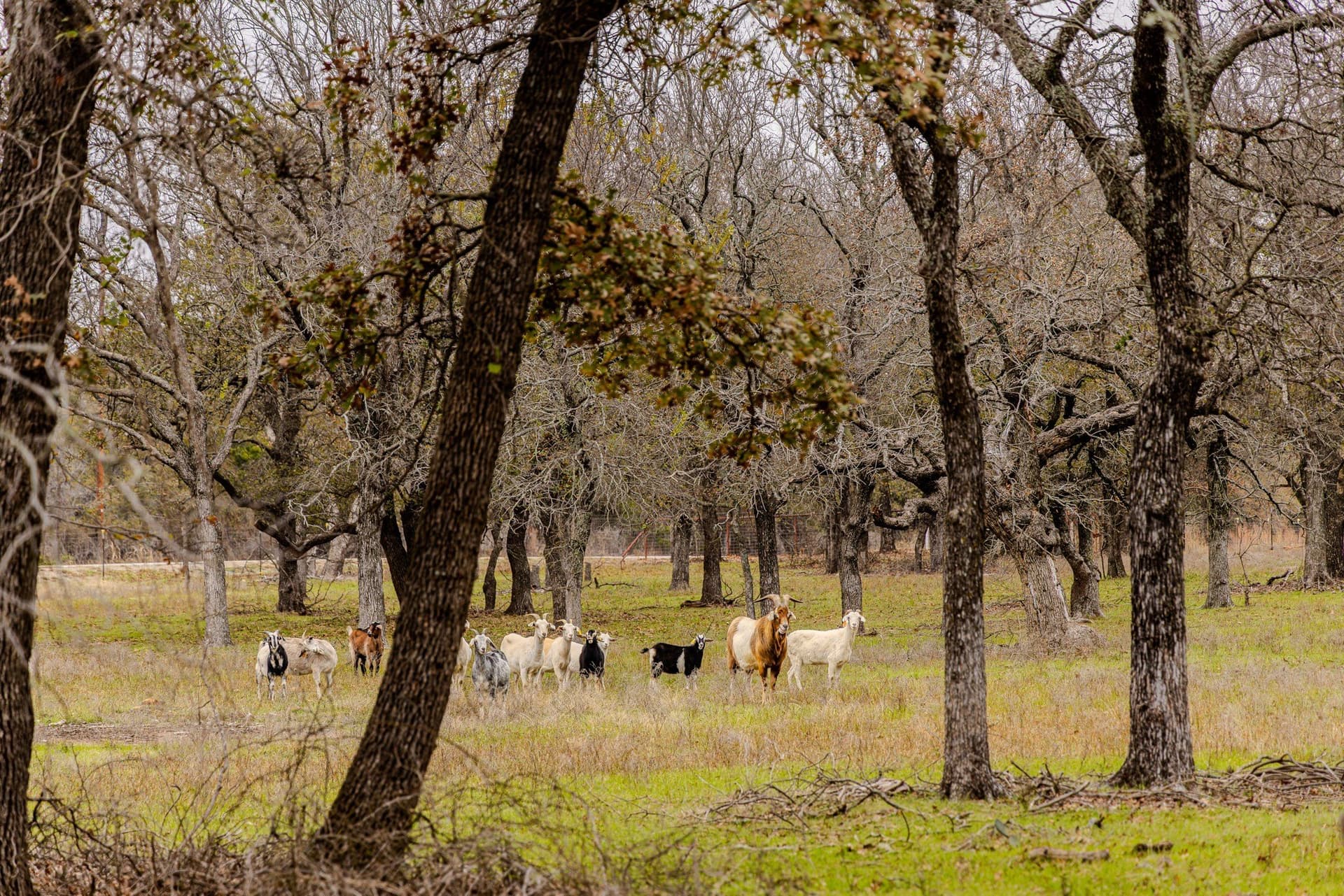 89.42 acres in Palo Pinto County - photo 37
