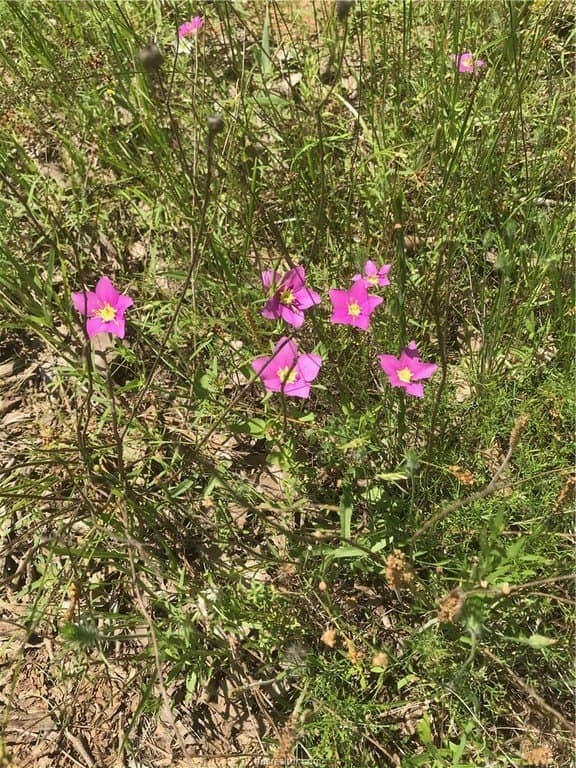10.04 acres in Robertson County - photo 25