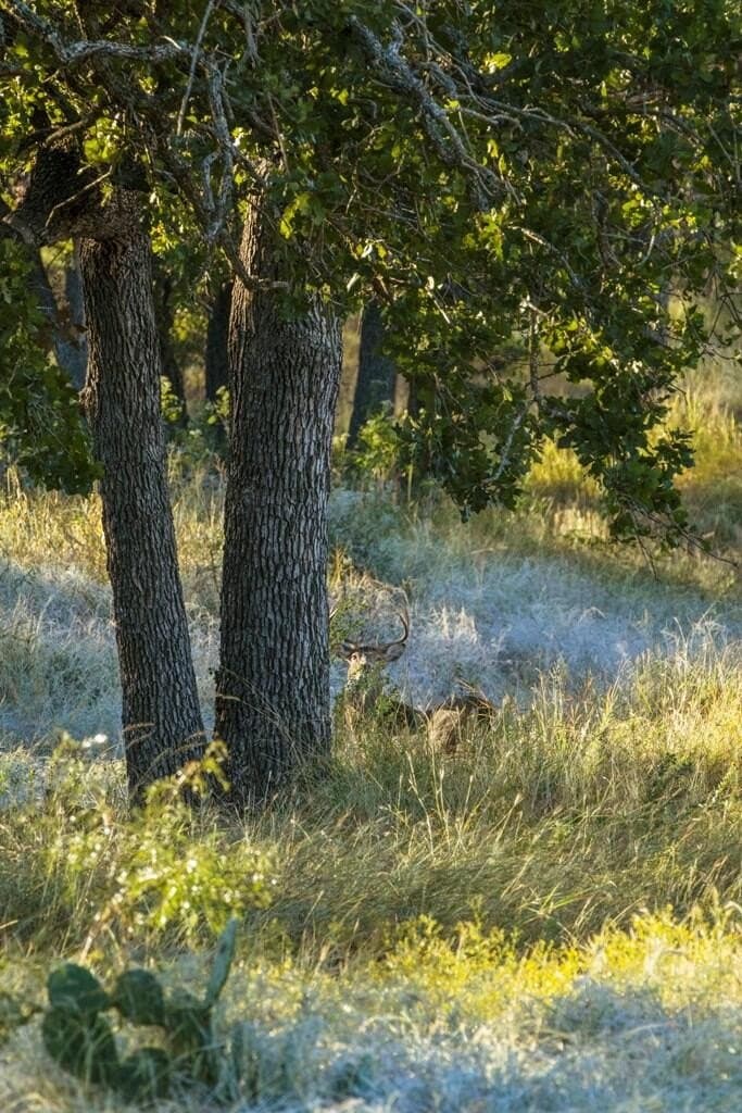 25 acres in Gillespie County - photo 6