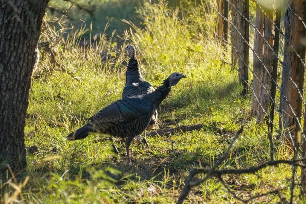 25 acres in Gillespie County - photo 4