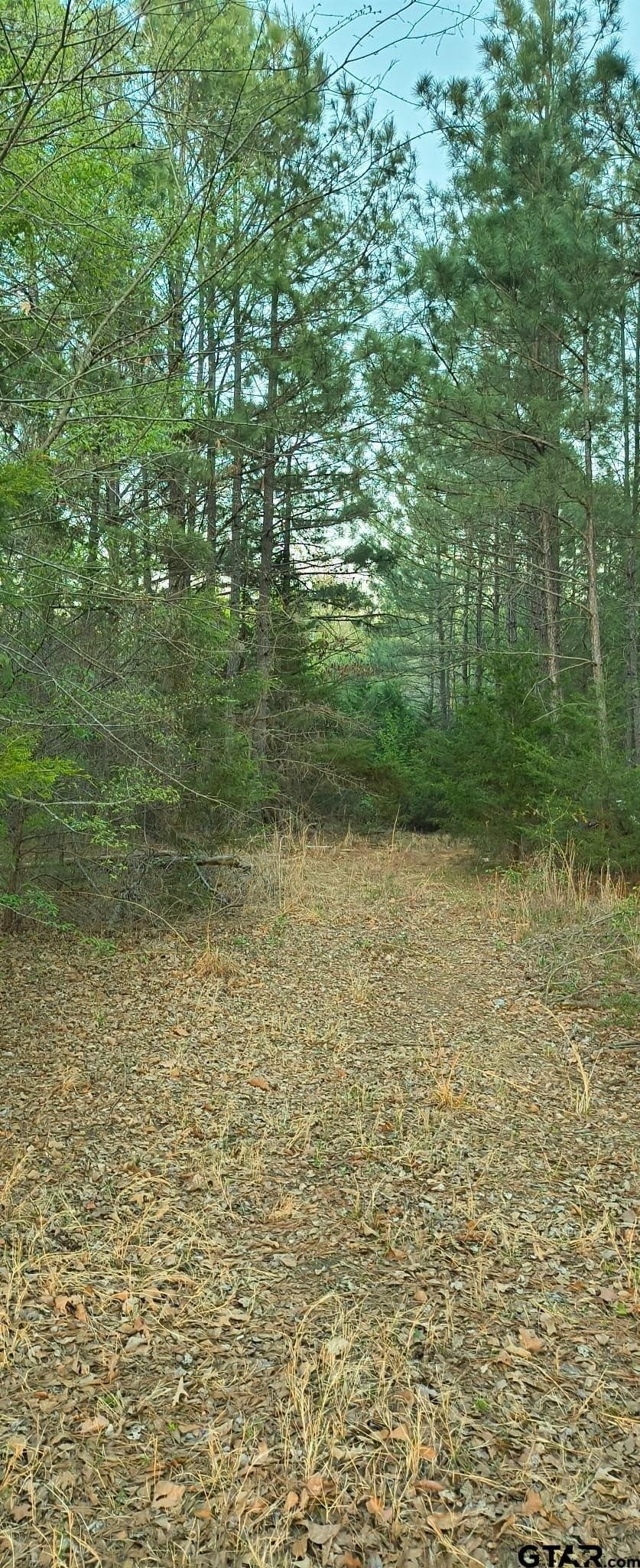 12 acres in Smith County gallery image 2