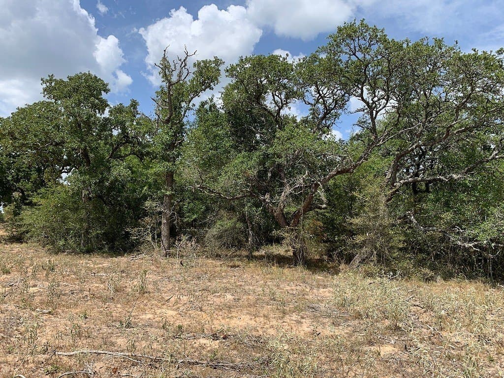 11 acres in Lavaca County - photo 7