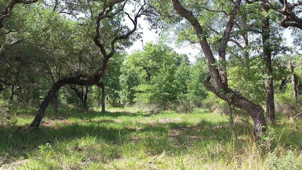11 acres in Lavaca County - photo 26