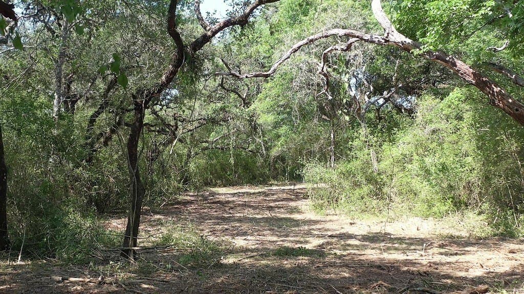 11 acres in Lavaca County - photo 27