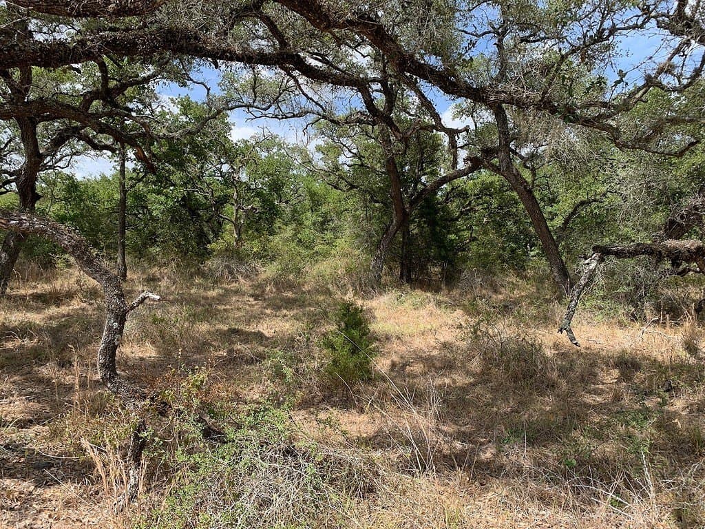 11 acres in Lavaca County - photo 10