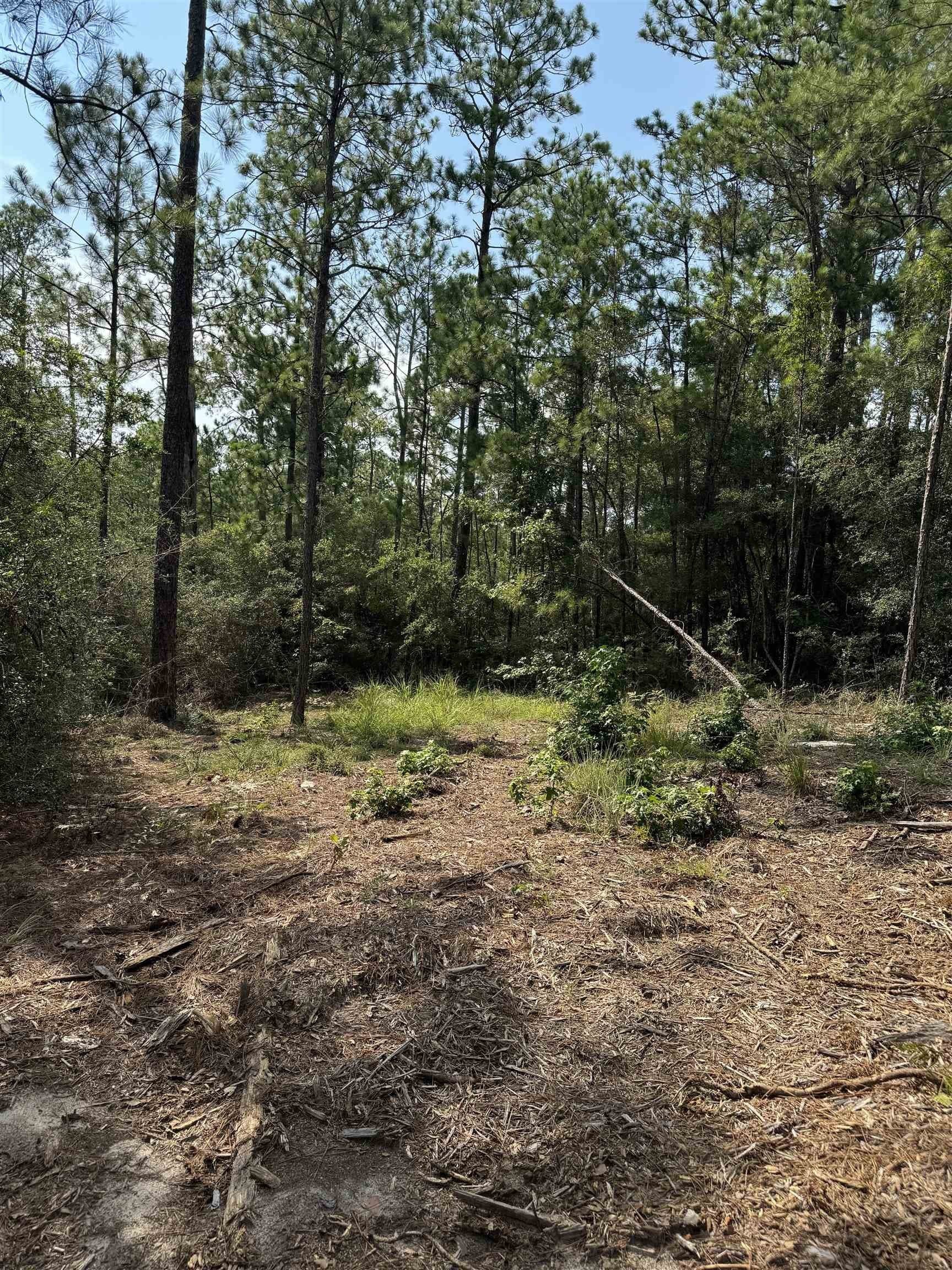 0.2 acres in Texas County gallery image 4