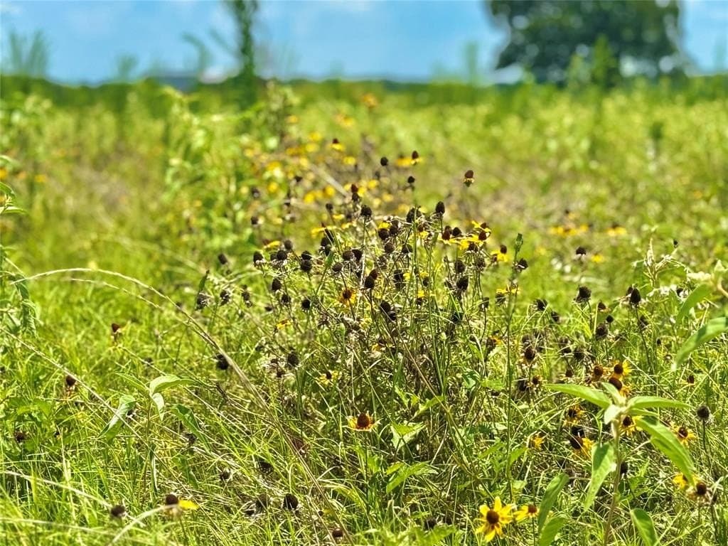 5.71 acres in Hopkins County gallery image 4