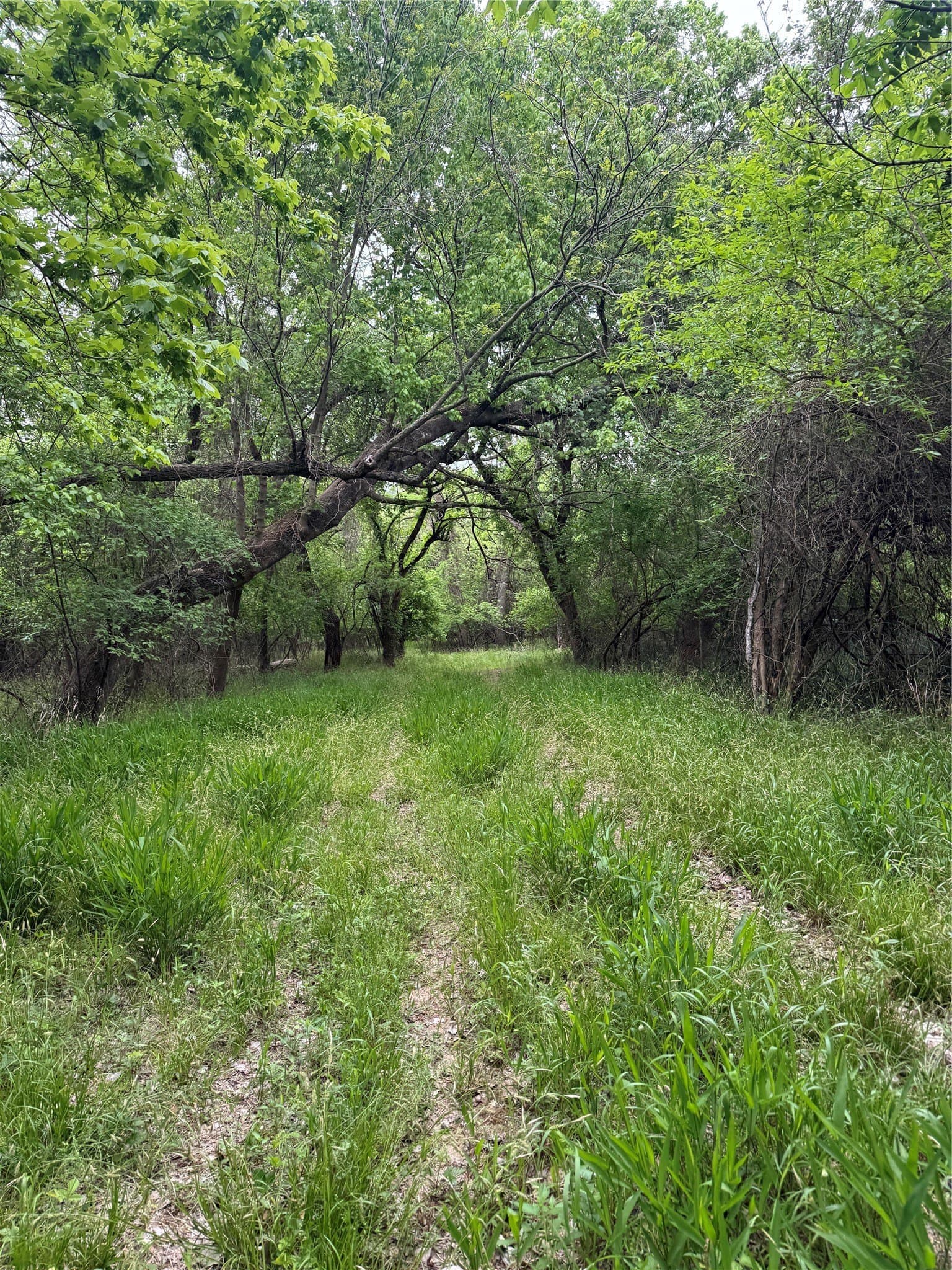 2 acres in Wise County - photo 7