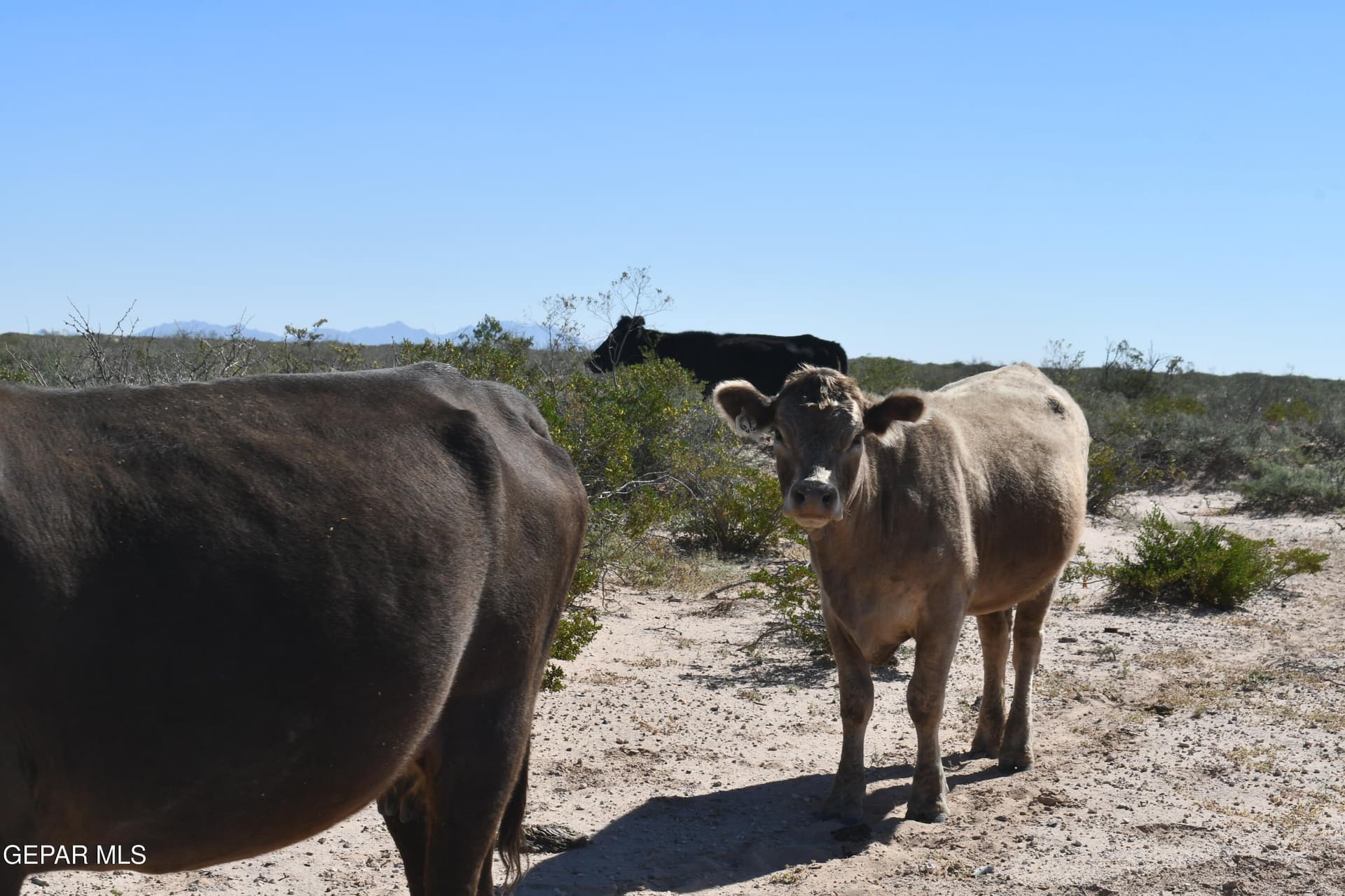 20.01 acres in Hudspeth County gallery image 4