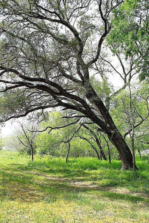 33.6 acres in Colorado County gallery image 4