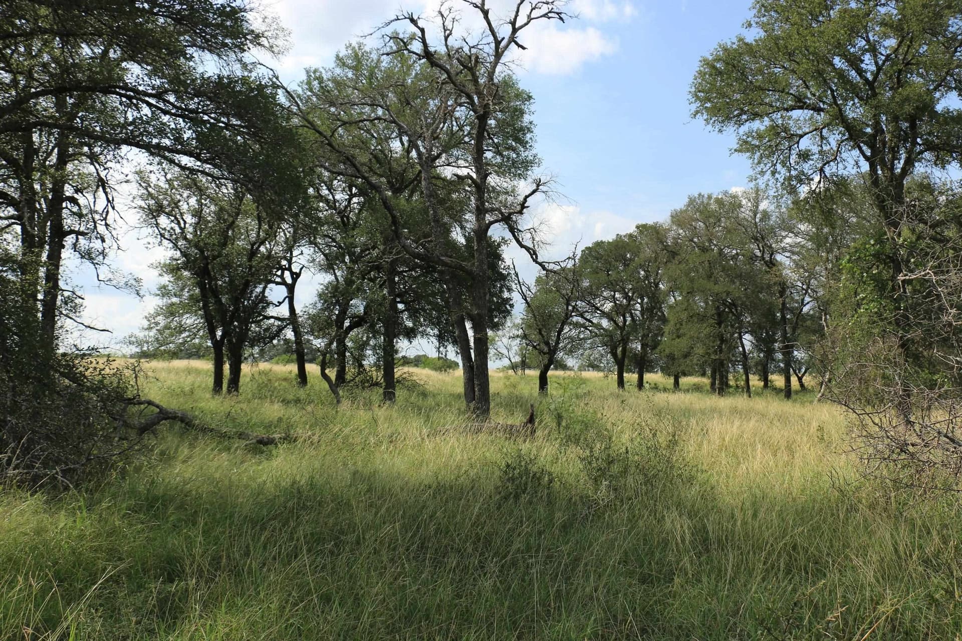 24 acres in Burnet County featured view