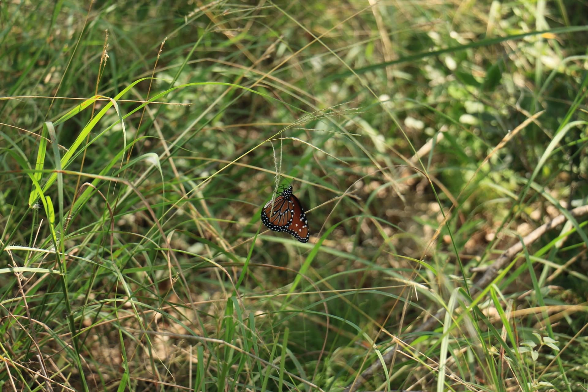 24 acres in Burnet County gallery image 3