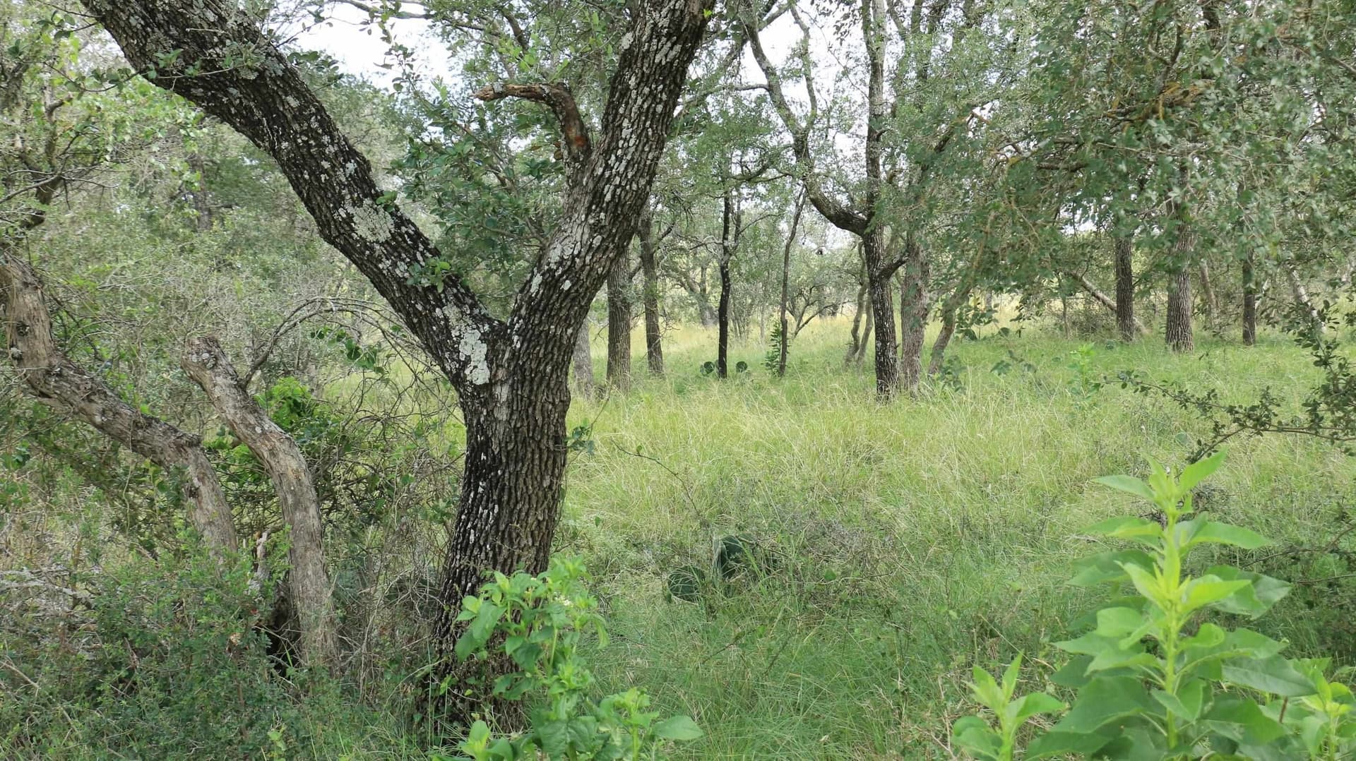 24 acres in Burnet County gallery image 2