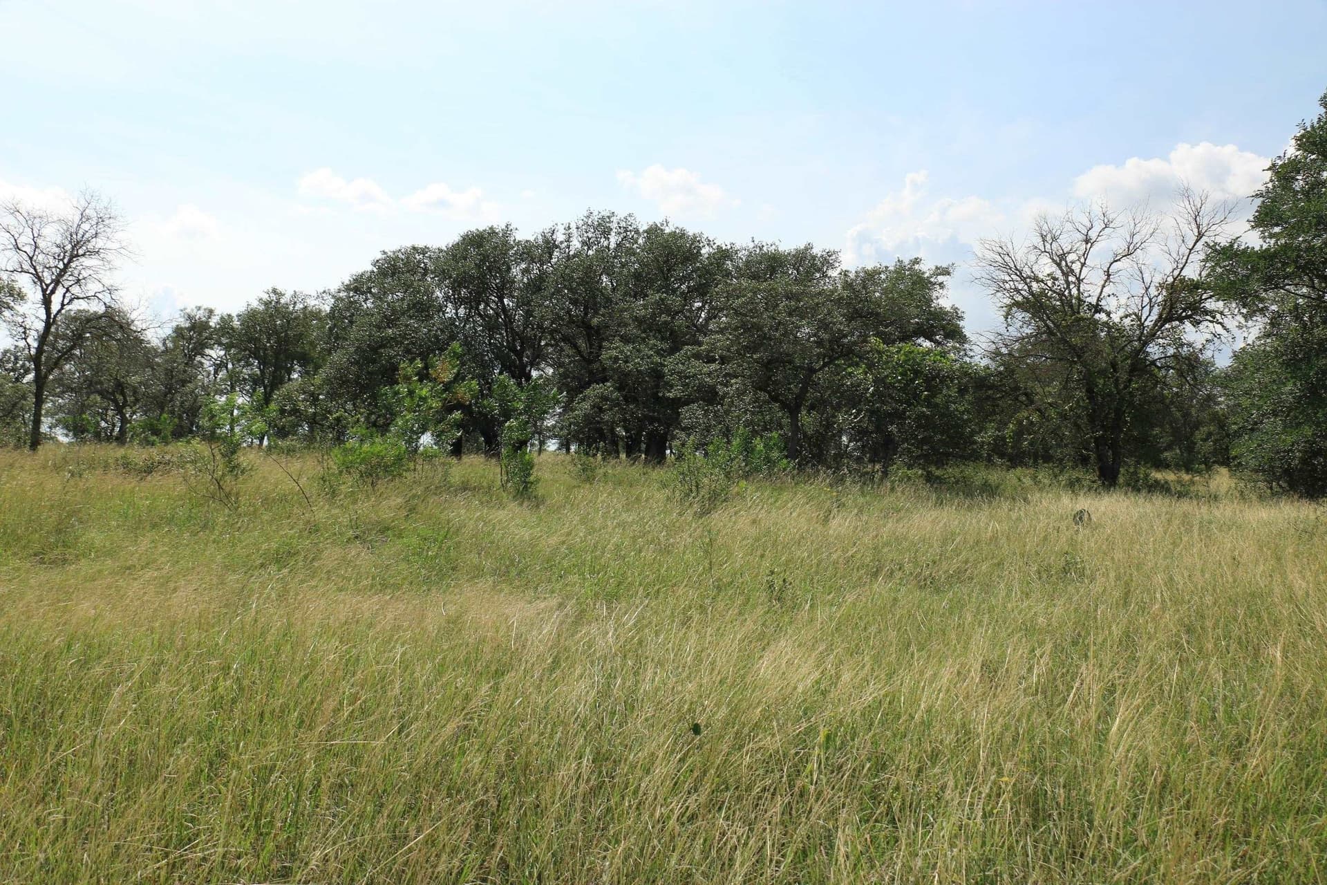 24 acres in Burnet County gallery image 4