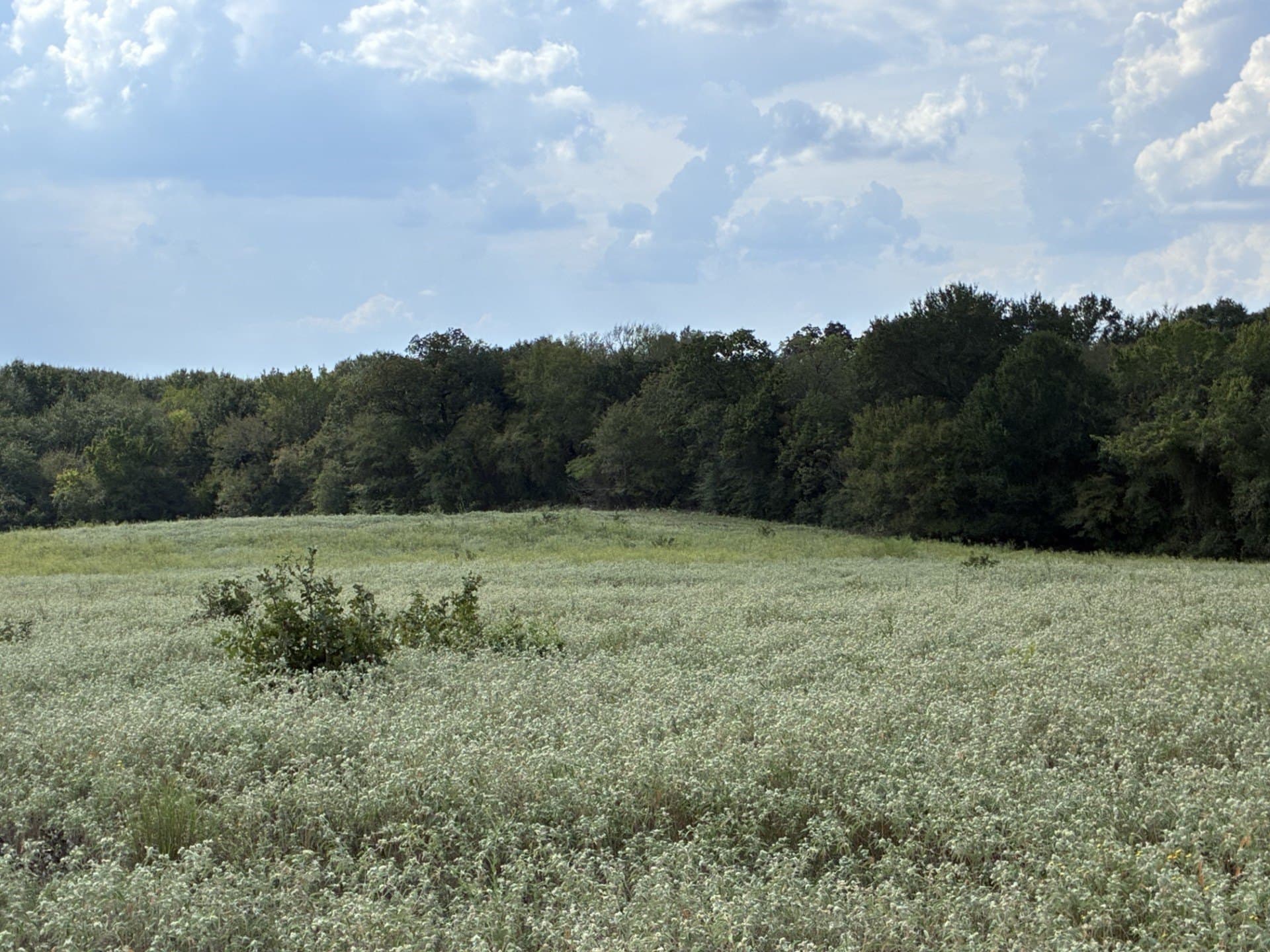 107.76 acres in Freestone County - photo 14