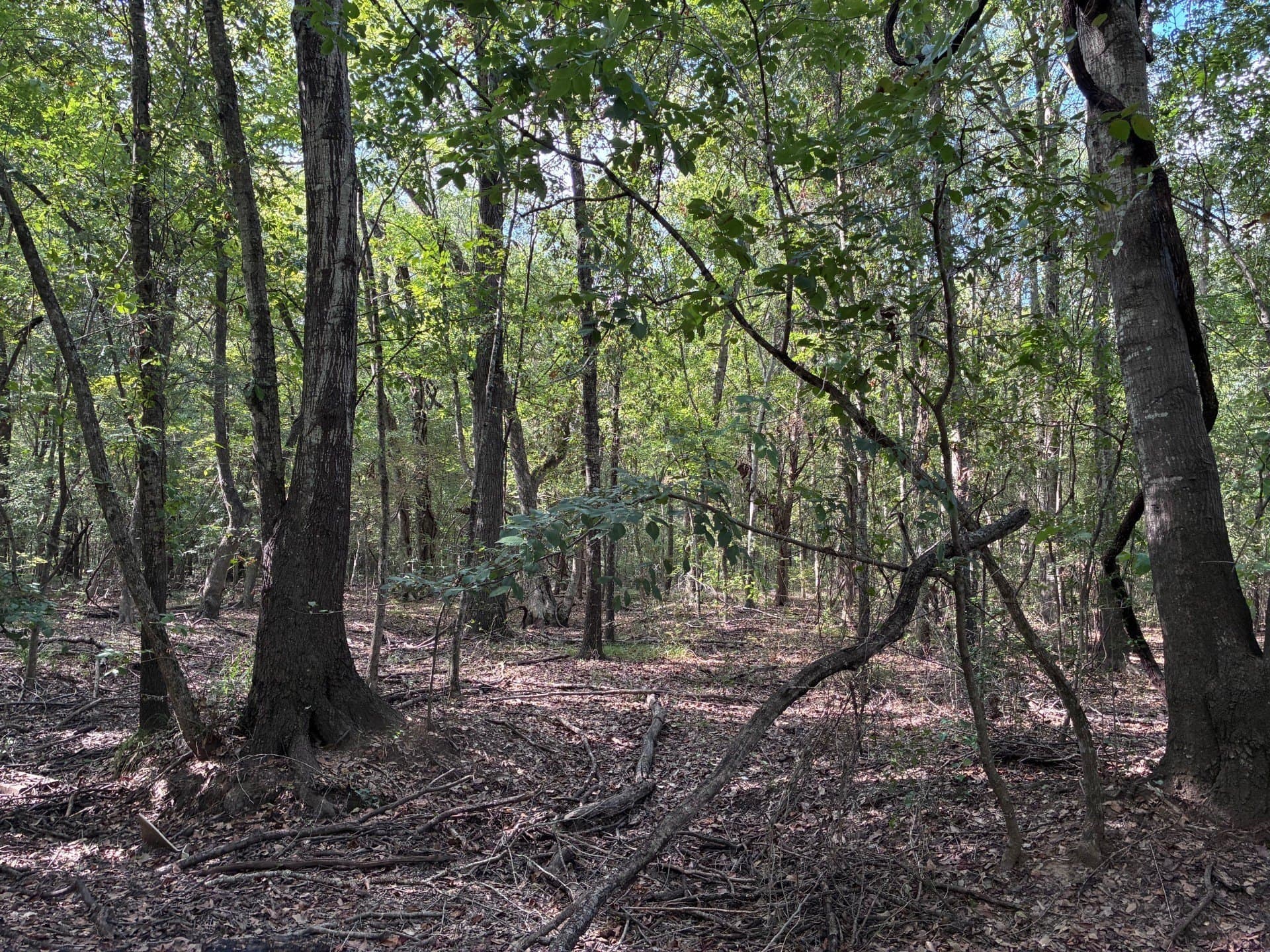 107.76 acres in Freestone County - photo 15