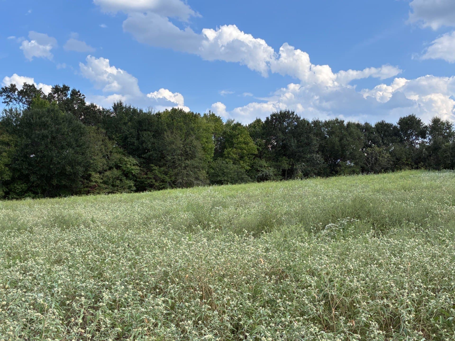 107.76 acres in Freestone County - photo 12