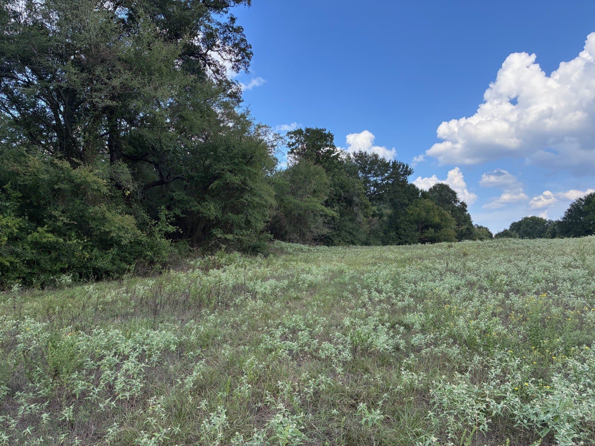 107.76 acres in Freestone County - photo 16