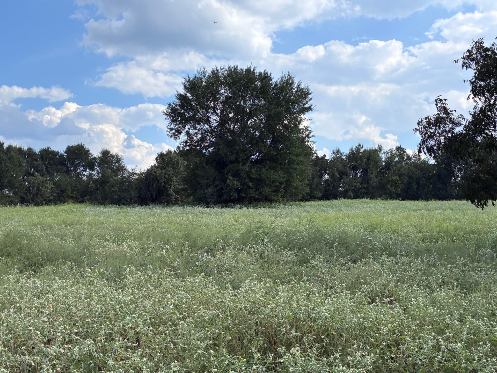 107.76 acres in Freestone County - photo 11